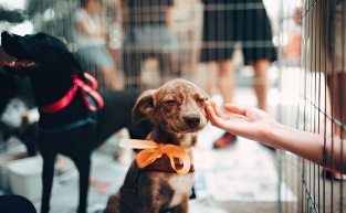 Places You Can Adopt a Pet in Brisbane