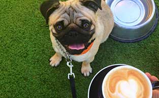 Best Dog Friendly Cafes
