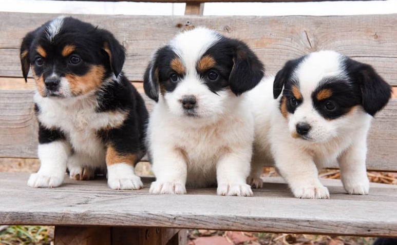 adorable mixed dog breeds