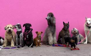Your Friend Group as Dogs 