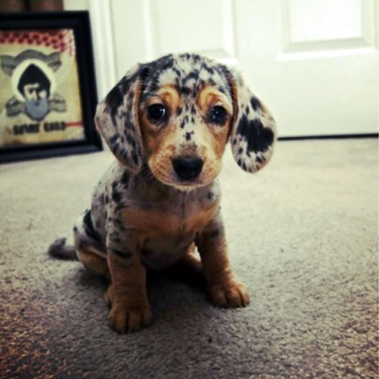 doxie dog breed